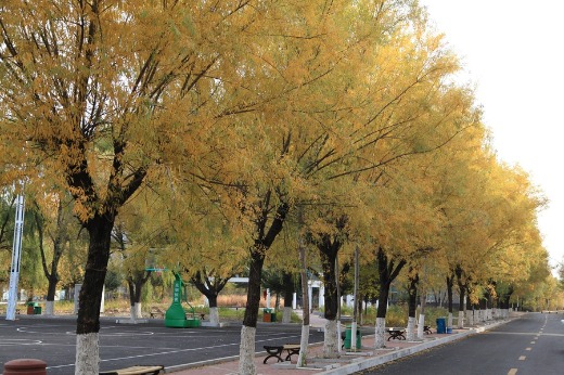 校园小路